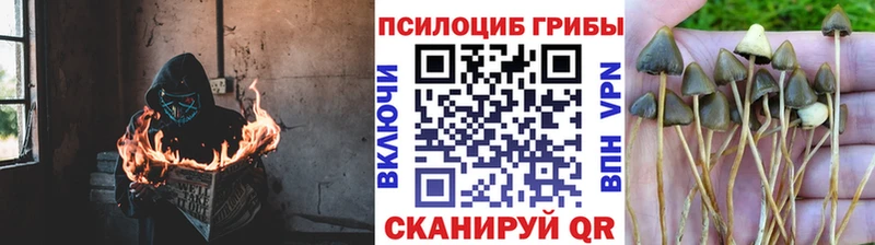 Купить закладки  Иннополис  Псилоцибиновые грибы Psilocybe 